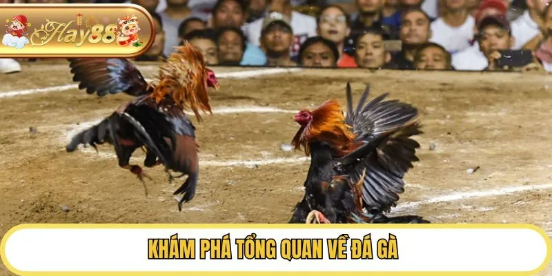 Khám phá tổng quan về đá gà
