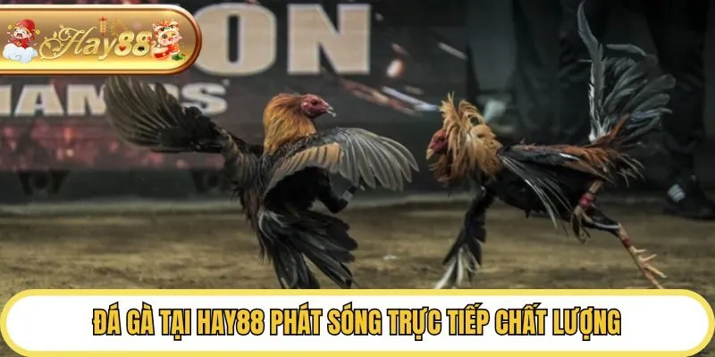 Đá gà tại Hay88 phát sóng trực tiếp chất lượng